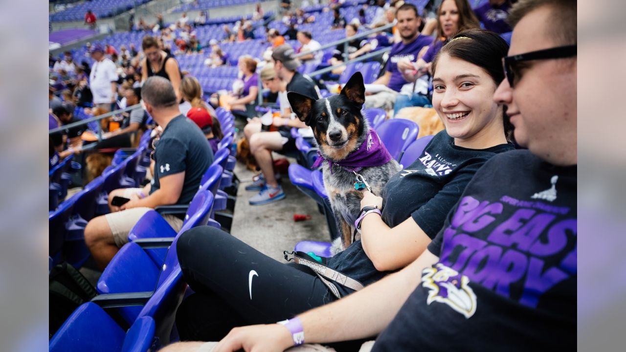 M&T Bank Celebrates Ravens Fans With Hunt For Purple Scavenger Hunt -  PressBox