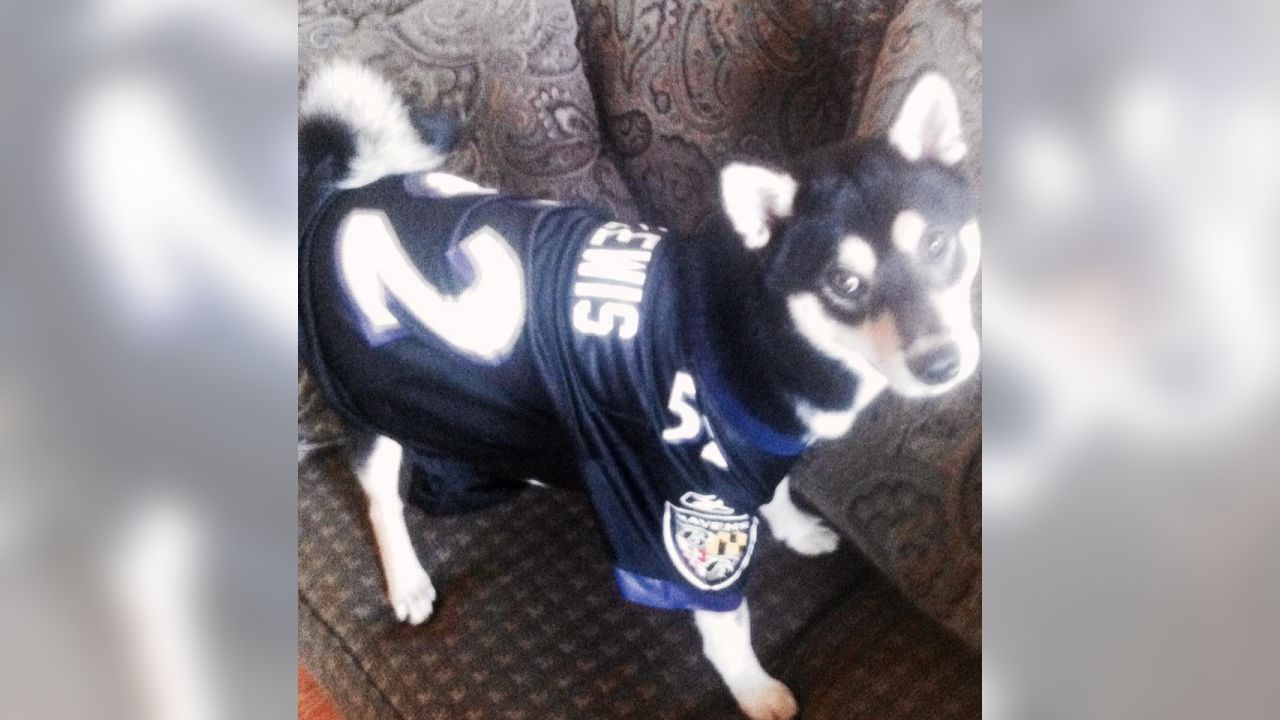 National Pet Day Photos From Cute & Furry Ravens Fans