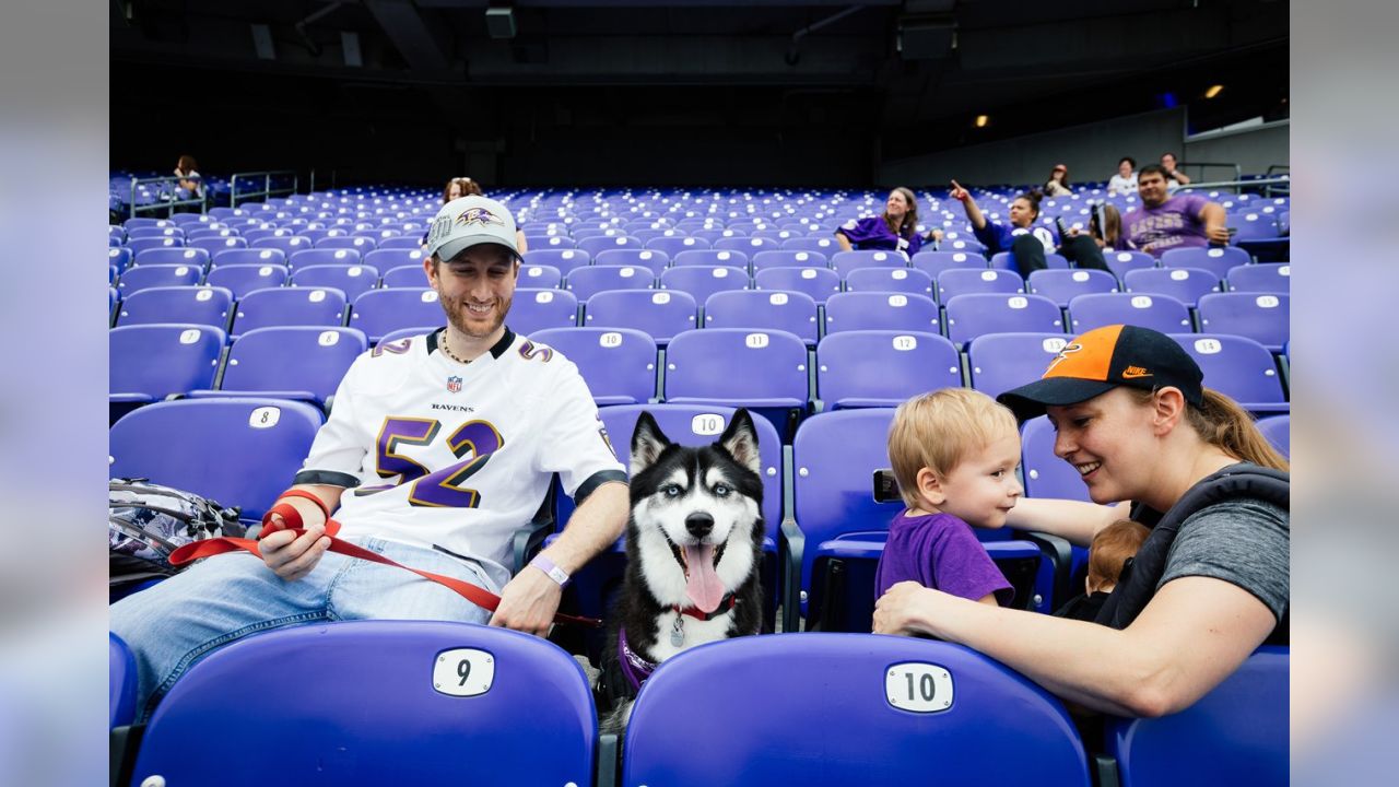 M&T Bank Celebrates Ravens Fans With Hunt For Purple Scavenger Hunt -  PressBox