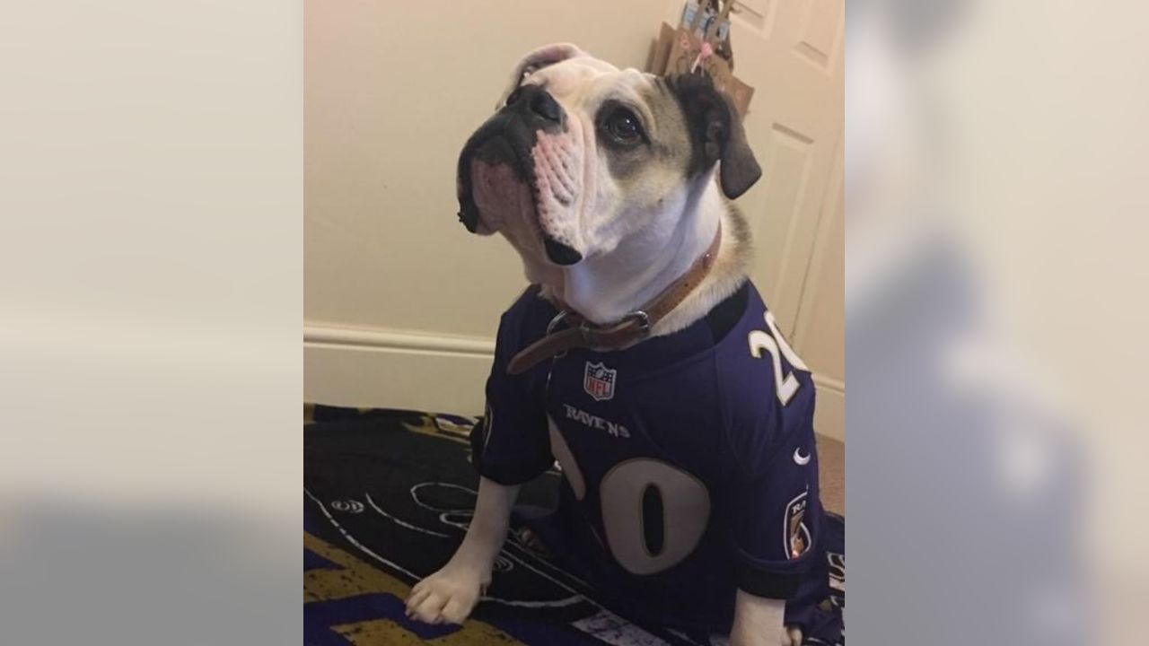 Baltimore Ravens - Happy #NationalPetDay! Show us your pet