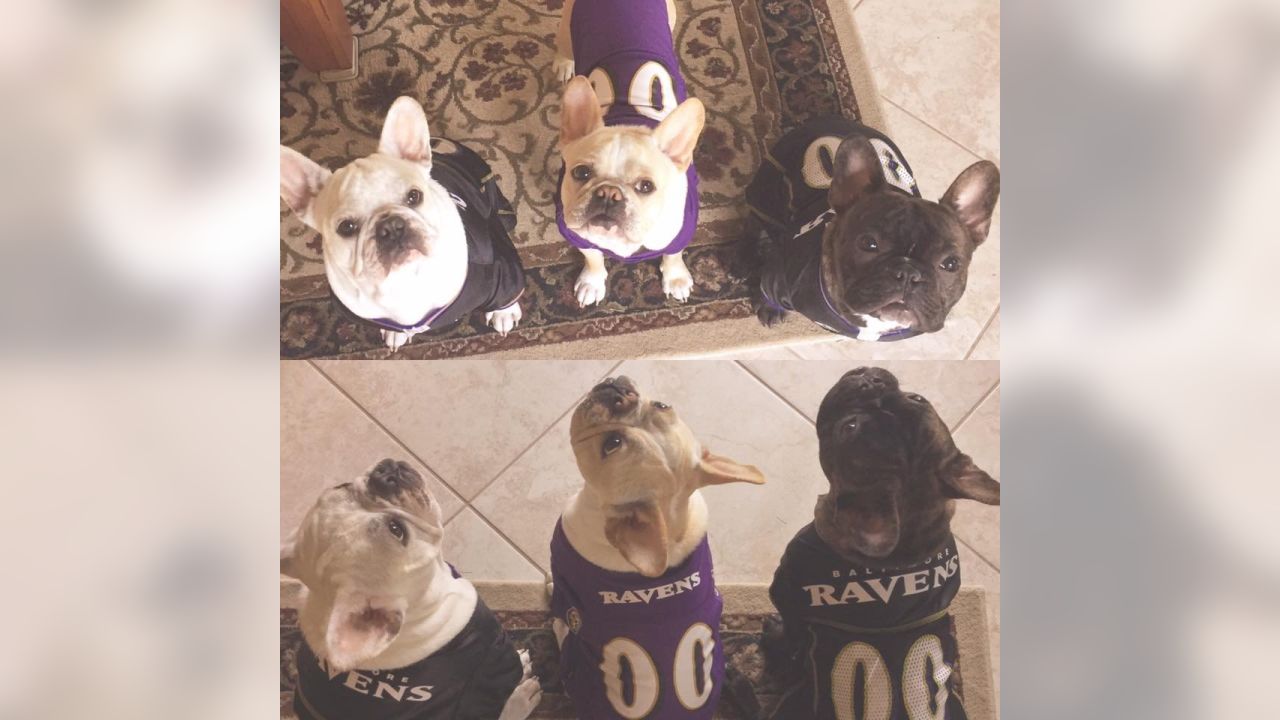 National Pet Day Photos From Cute & Furry Ravens Fans