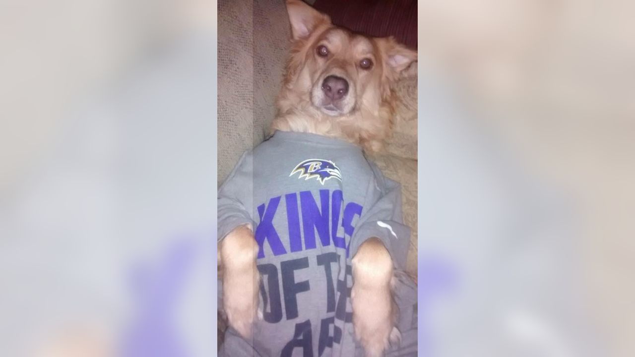 National Pet Day Photos From Cute & Furry Ravens Fans