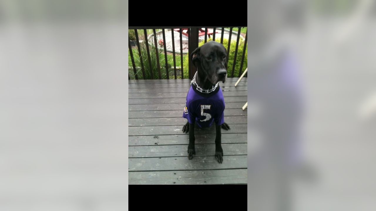 National Pet Day Photos From Cute & Furry Ravens Fans