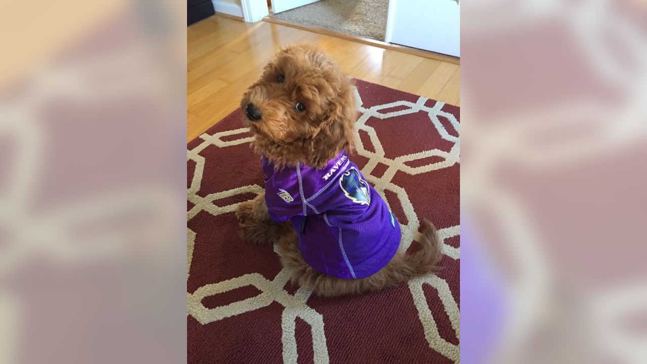 National Pet Day Photos From Cute & Furry Ravens Fans