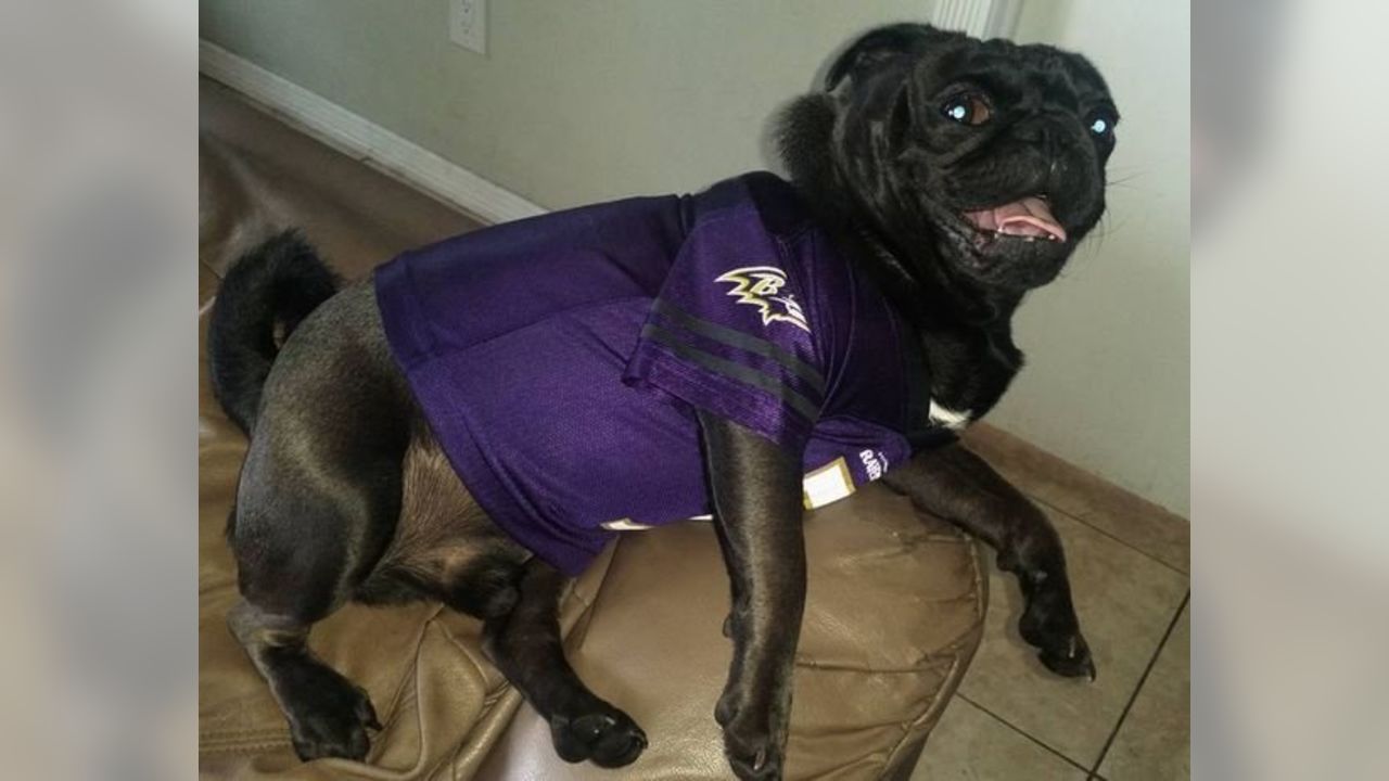 Baltimore Ravens Dog Jersey