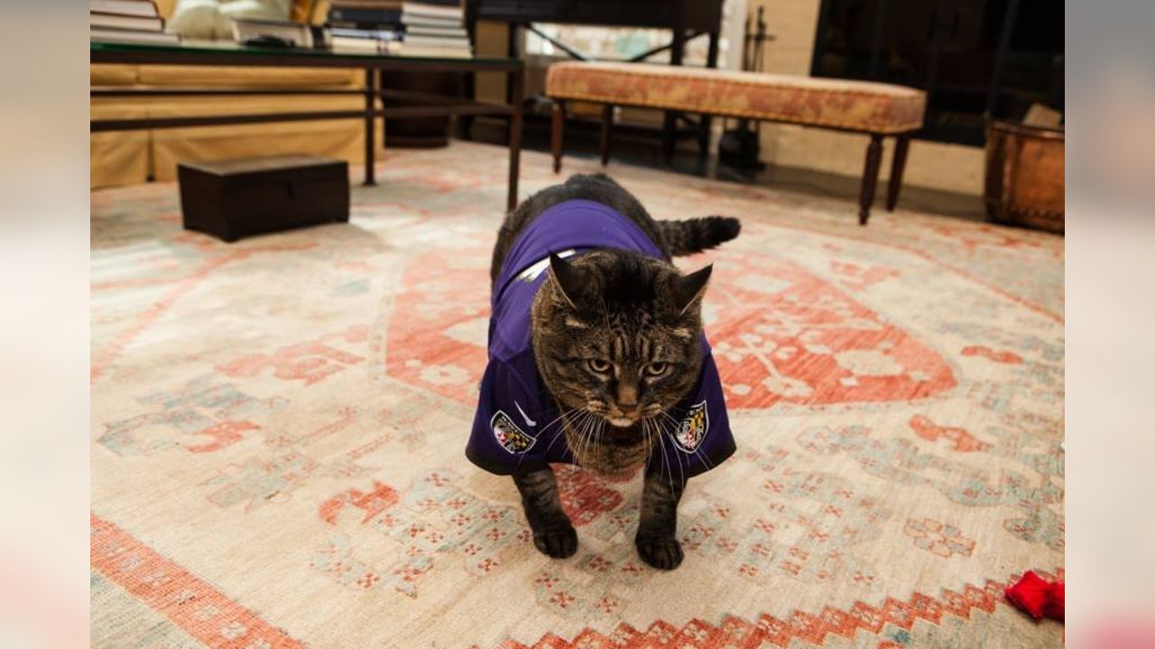 National Pet Day Photos From Cute & Furry Ravens Fans