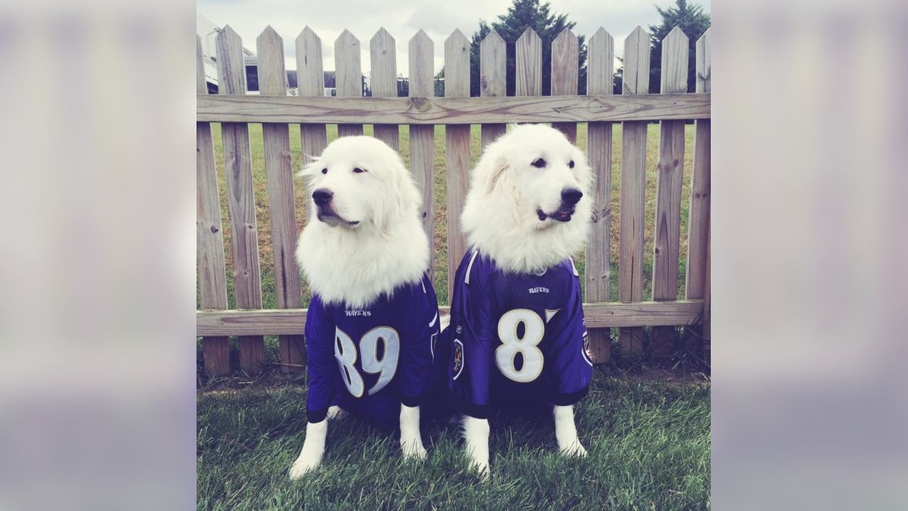 National Pet Day Photos From Cute & Furry Ravens Fans