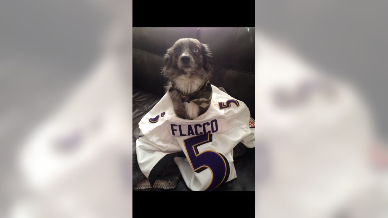 National Pet Day Photos From Cute & Furry Ravens Fans