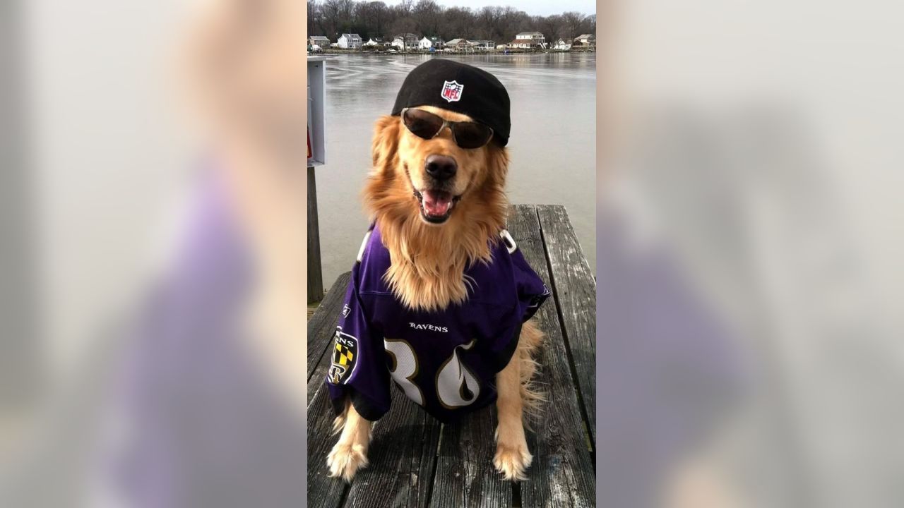 National Pet Day Photos From Cute & Furry Ravens Fans