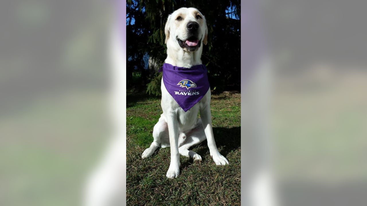 National Pet Day Photos From Cute & Furry Ravens Fans