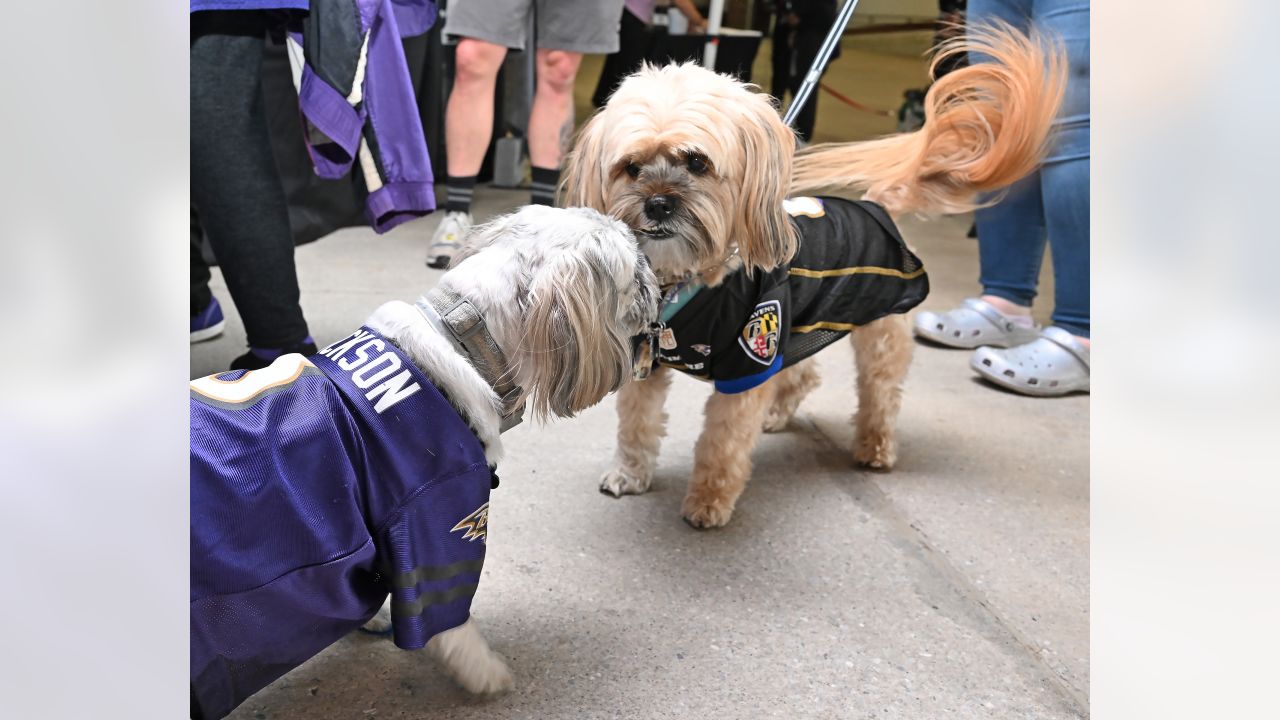 Official Baltimore Ravens Dog Jerseys, Ravens Pet Leash, Collar