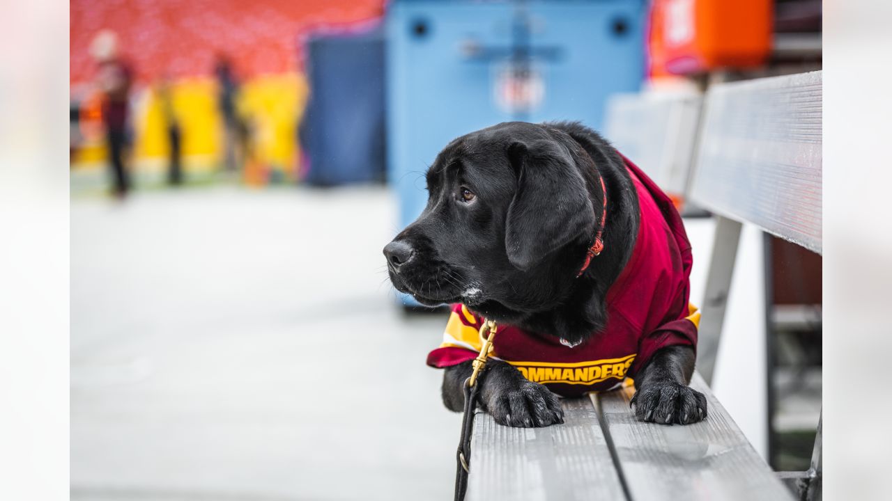 PHOTOS  Team dog Mando has un-fur-gettable season with Commanders