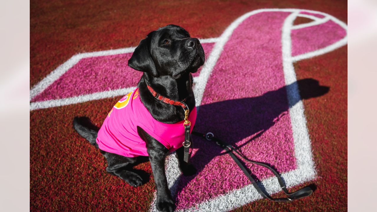 PHOTOS  Team dog Mando has un-fur-gettable season with Commanders