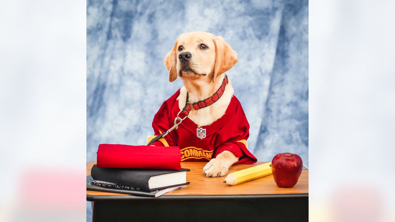 PHOTOS  Introducing Washington's newest team dog, Goldie