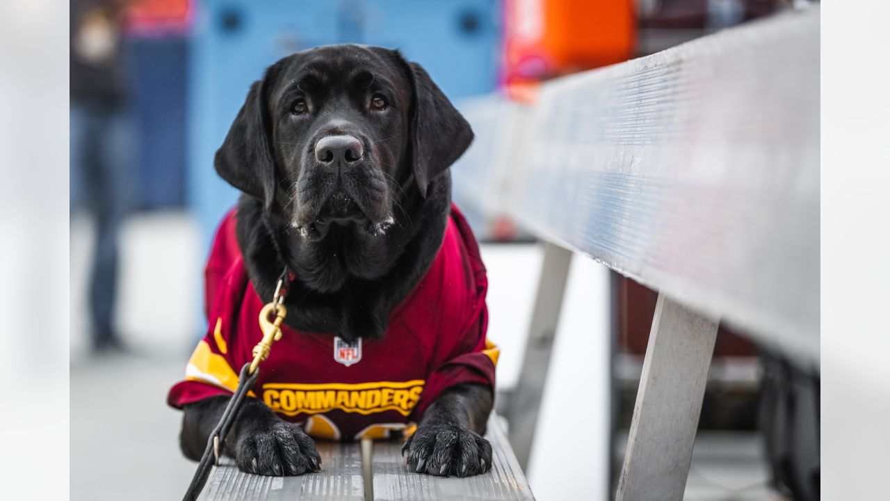 PHOTOS  Team dog Mando has un-fur-gettable season with Commanders