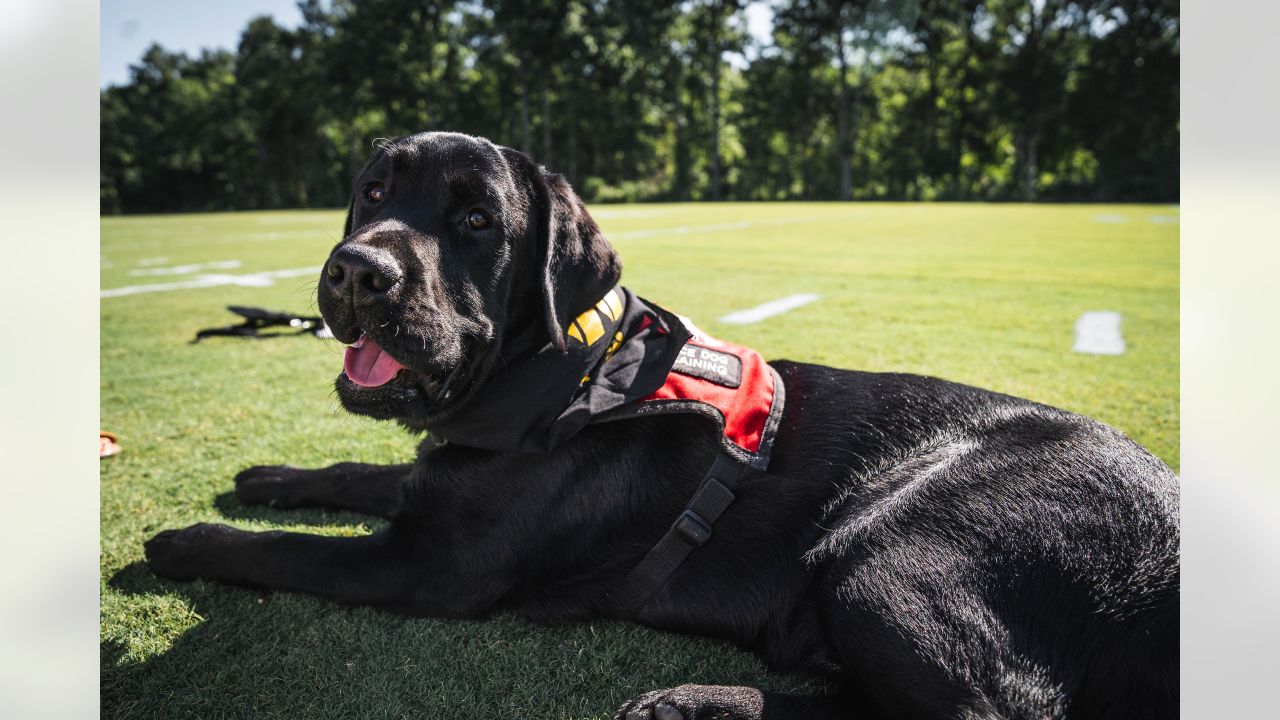 Washington Commanders recruit furry rookie, Meet Goldie, the service dog  in training!