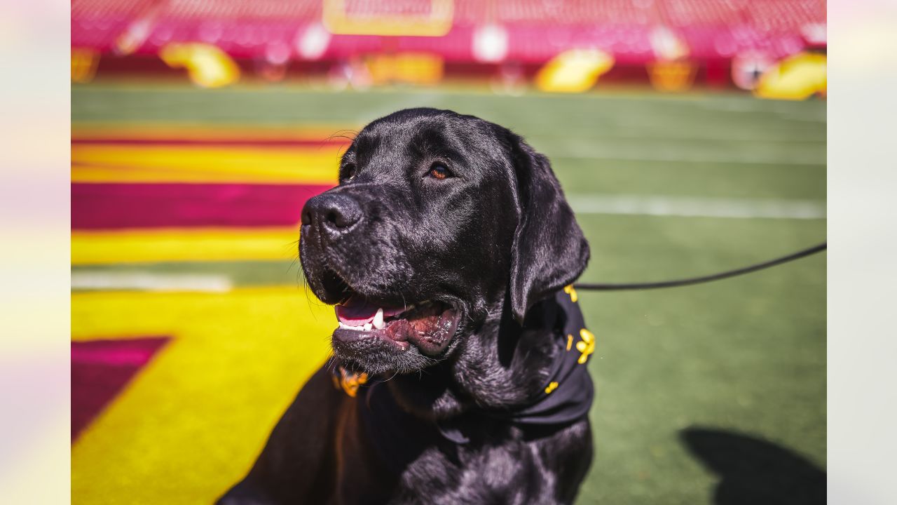 The Washington Commanders have a new team dog! 