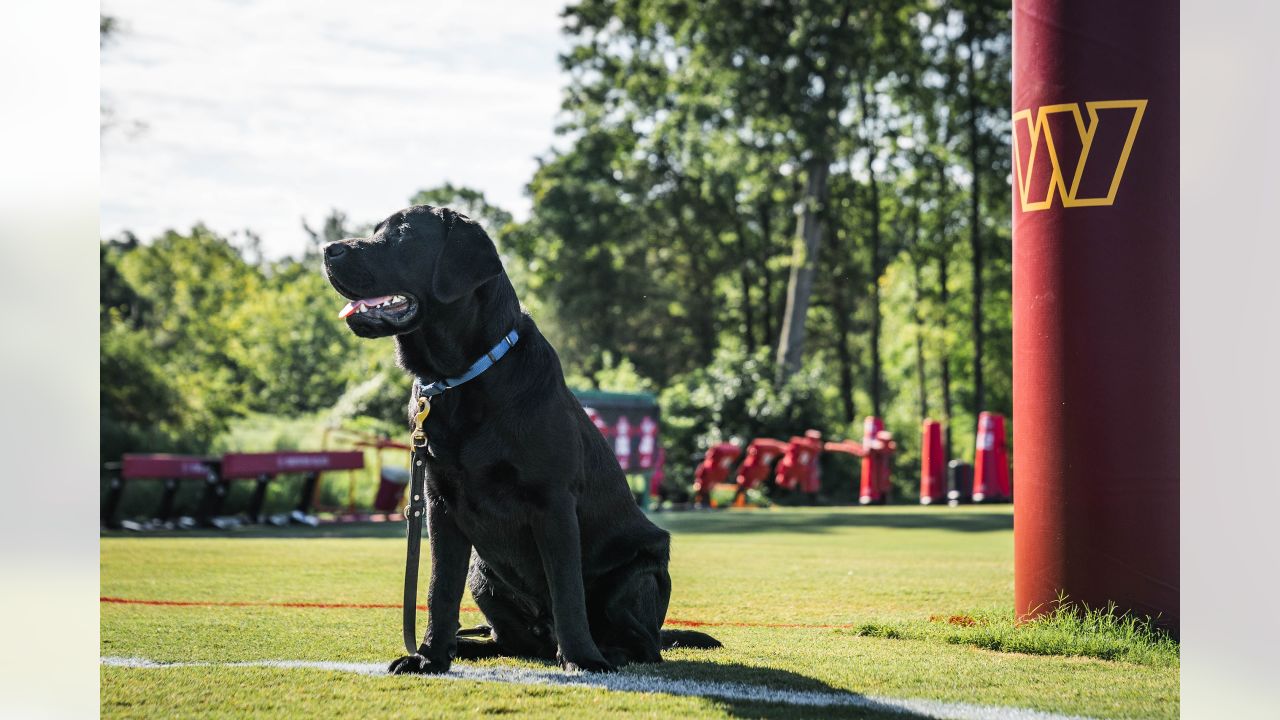 Commanders service dog Mando, A very good boy 