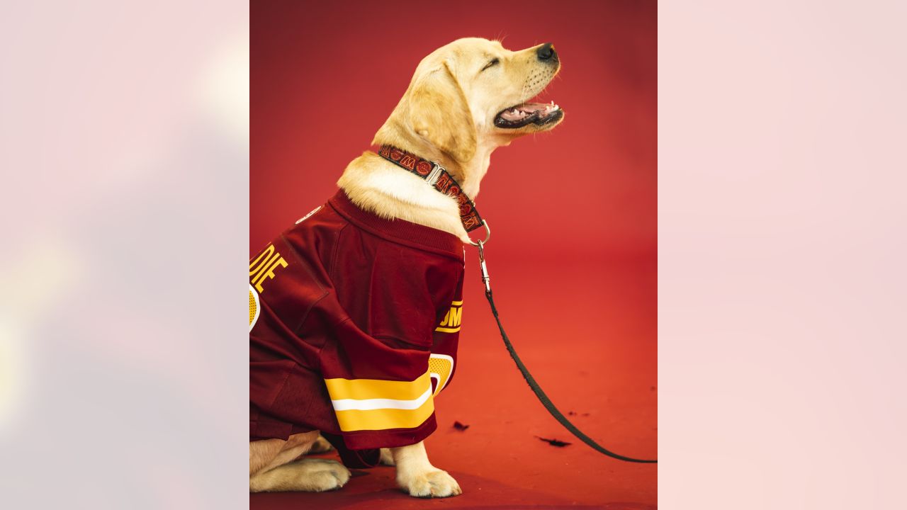 Commanders welcome new team dog Goldie