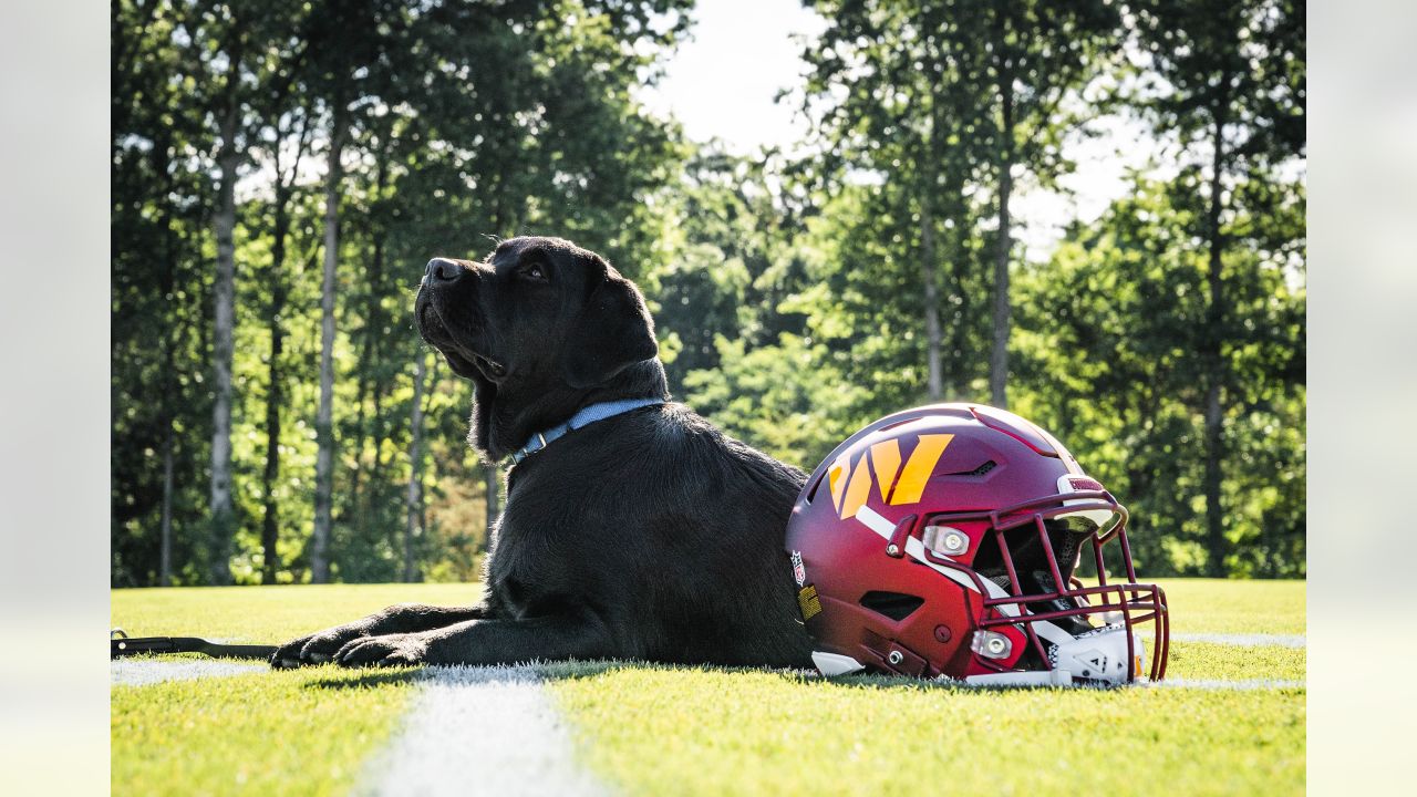 Mando, the Commanders' team dog, is training for a bigger job - The  Washington Post