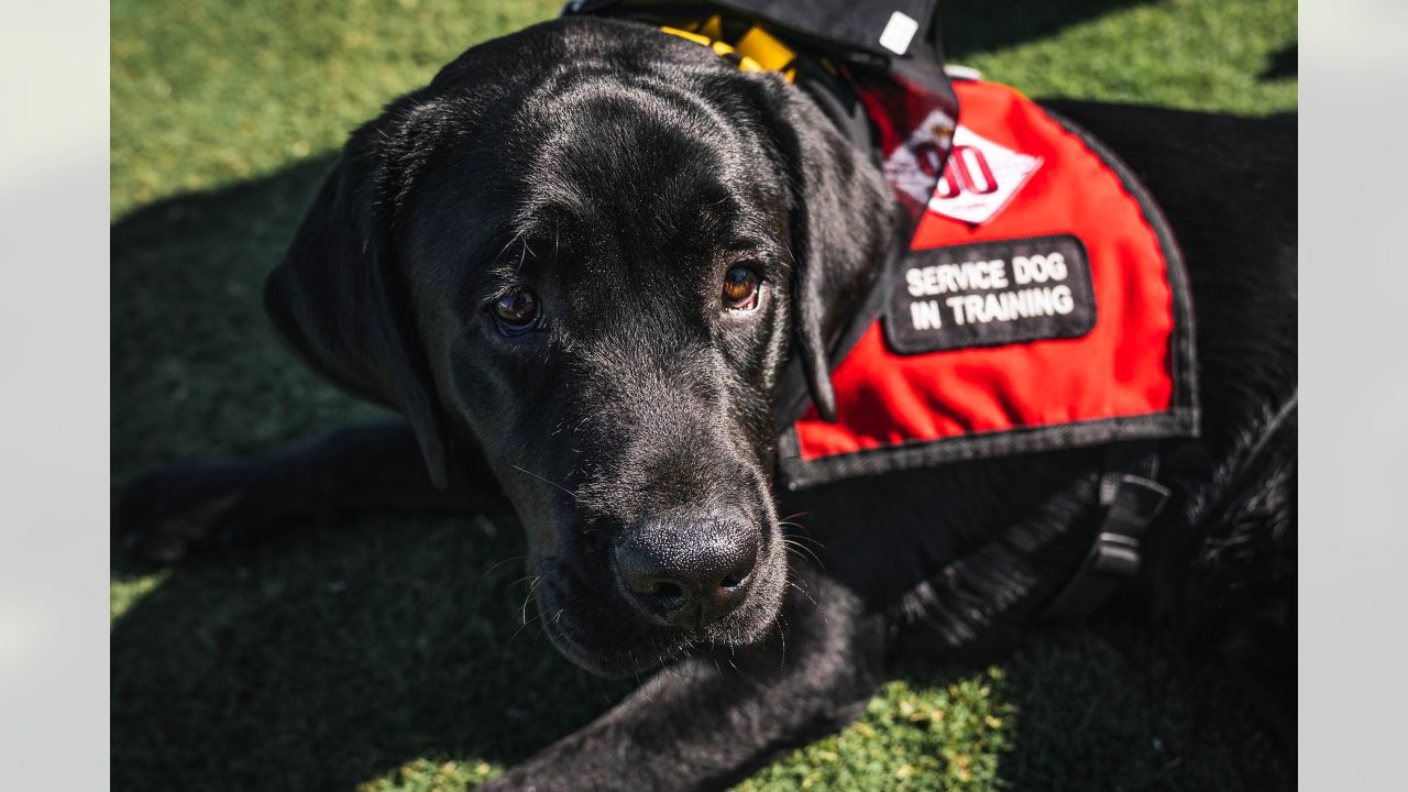 PHOTOS  Introducing new Commanders team dog, Mando