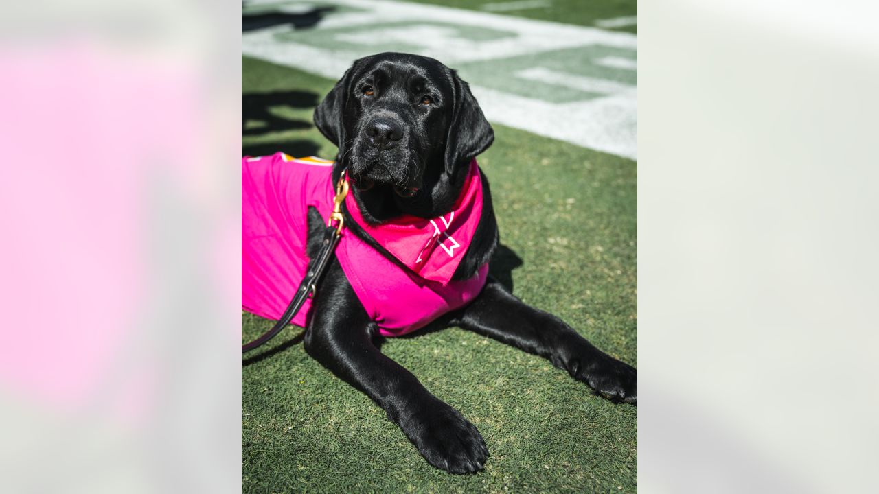 PHOTOS  Team dog Mando has un-fur-gettable season with Commanders