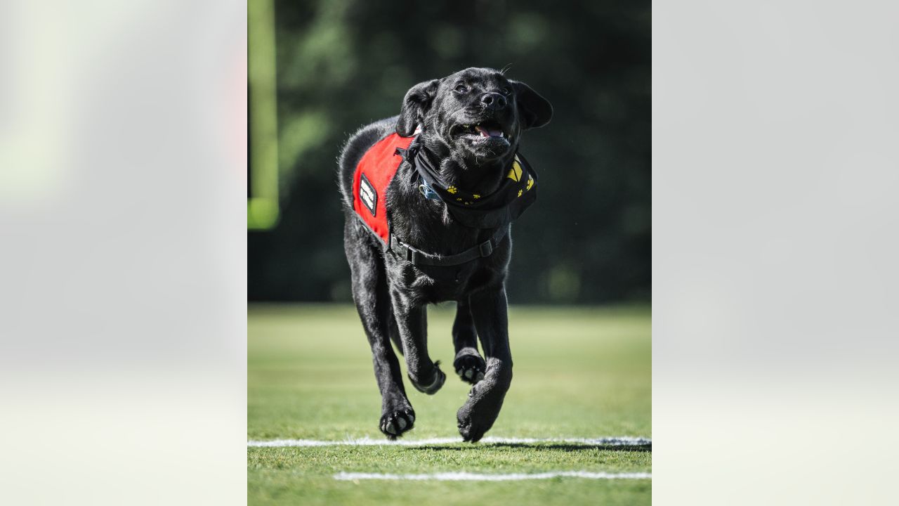 Mando, the Commanders' team dog, is training for a bigger job - The  Washington Post