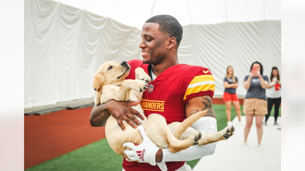 Washington Commanders recruit furry rookie, Meet Goldie, the service dog  in training!