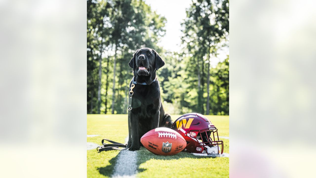 Washington Commanders team dog Mando sits near the field prior to the  News Photo - Getty Images