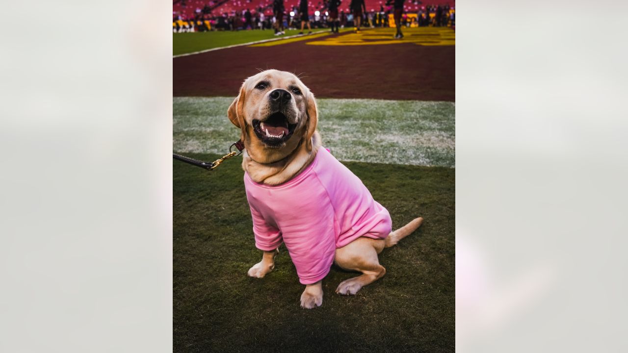 49ers dog clothes｜TikTok Search