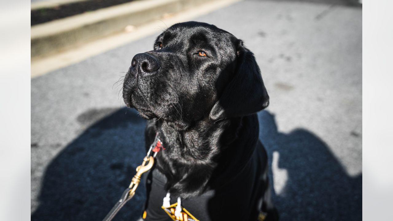 Green Bay Packers - The pup-arazzi! 