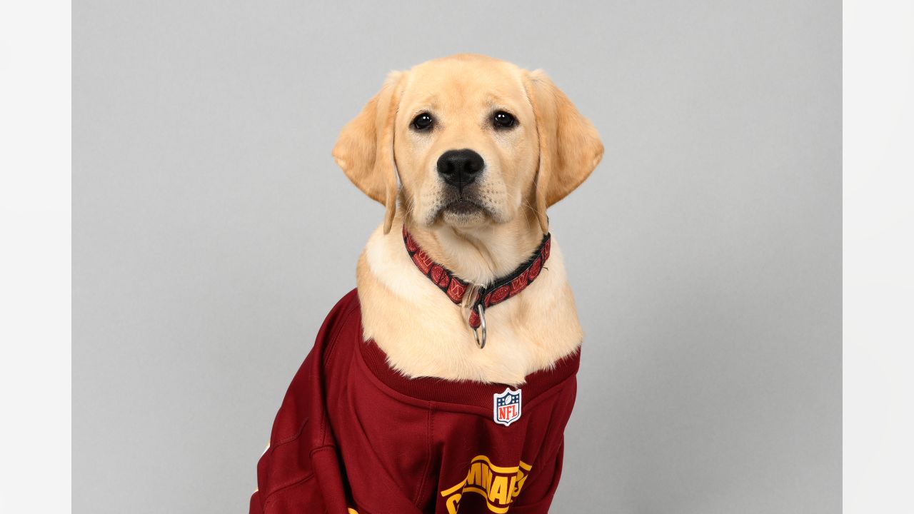 PHOTOS: Commanders team dog Mando earns a bigger job