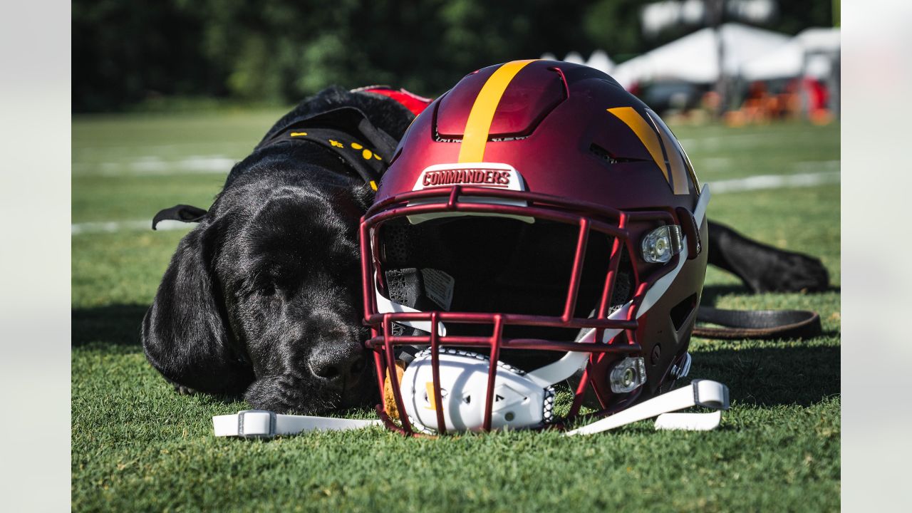 Washington Commanders team dog Mando sits near the field prior to