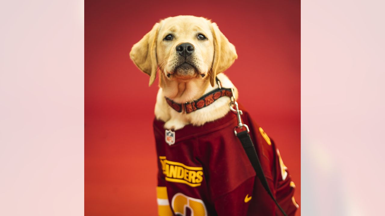 Washington redskins dog store jersey