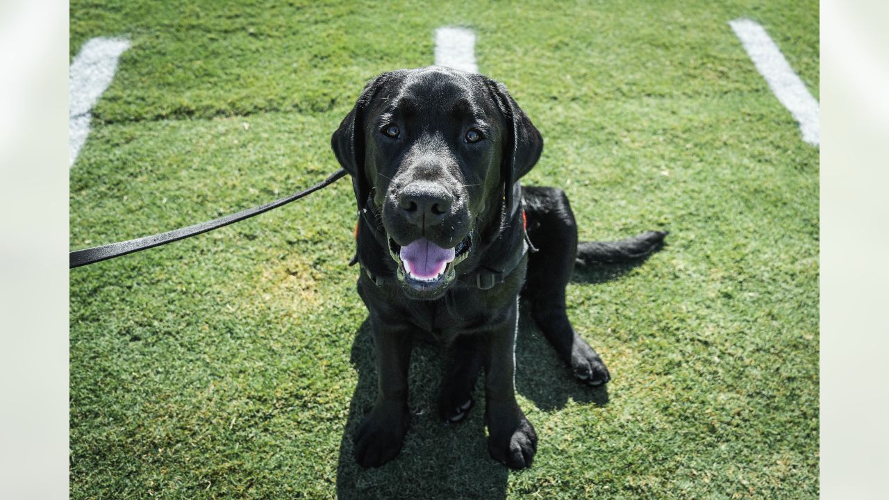 Meet the Washington Commanders' new team dog, Goldie - Axios