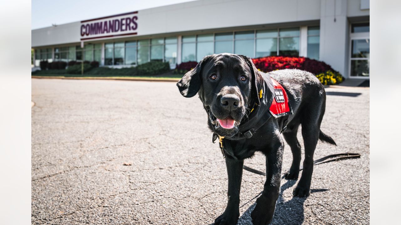 Washington Commanders recruit furry rookie, Meet Goldie, the service dog  in training!