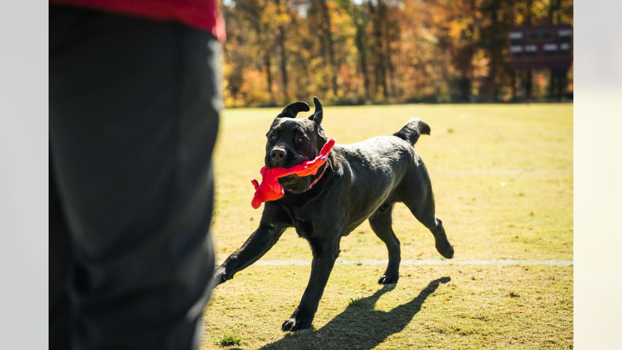 PHOTOS  Team dog Mando has un-fur-gettable season with Commanders