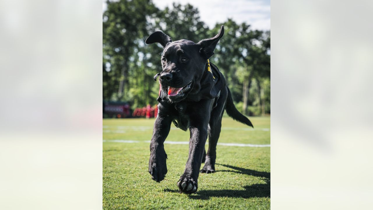 PHOTOS: Commanders team dog Mando earns a bigger job