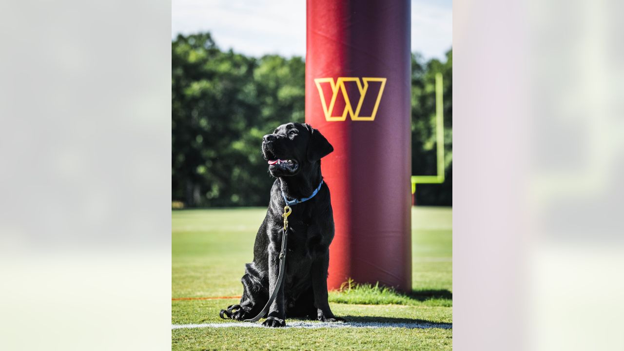 Mando, the Commanders' team dog, is training for a bigger job - The  Washington Post