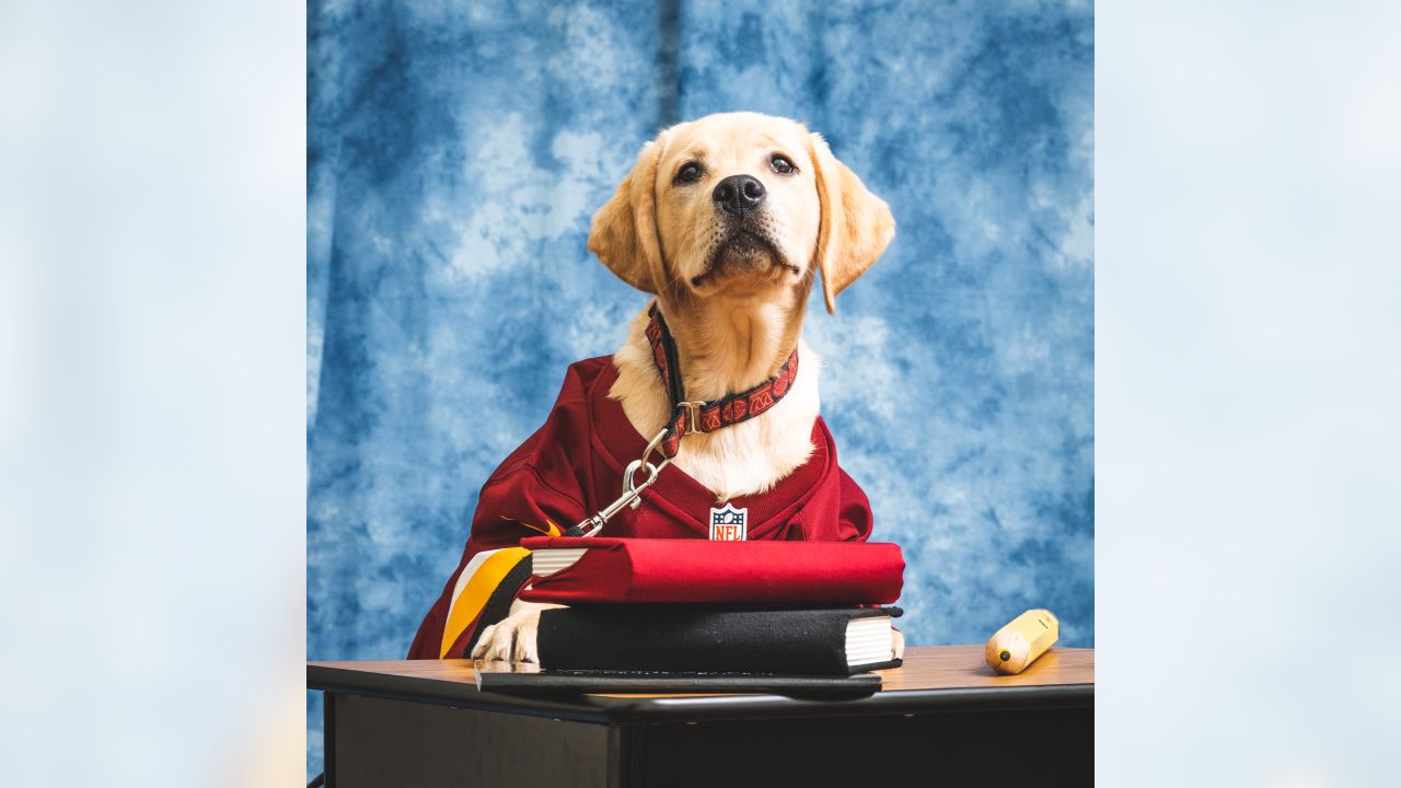 Washington Commanders recruit furry rookie, Meet Goldie, the service dog  in training!