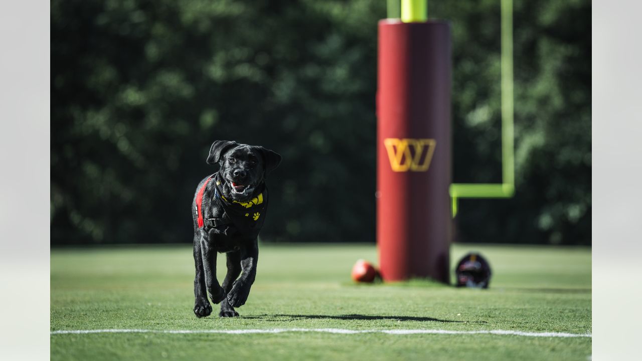 Mando, the Commanders' team dog, is training for a bigger job - The  Washington Post