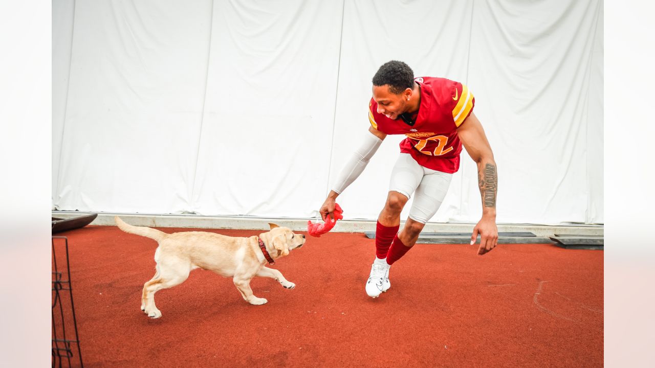 Washington Commanders recruit furry rookie, Meet Goldie, the service dog  in training!