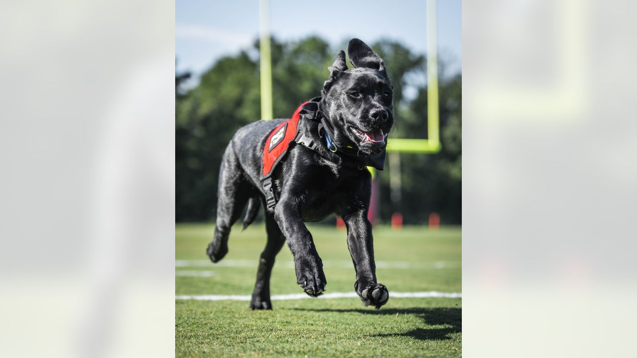 PHOTOS: Commanders team dog Mando earns a bigger job