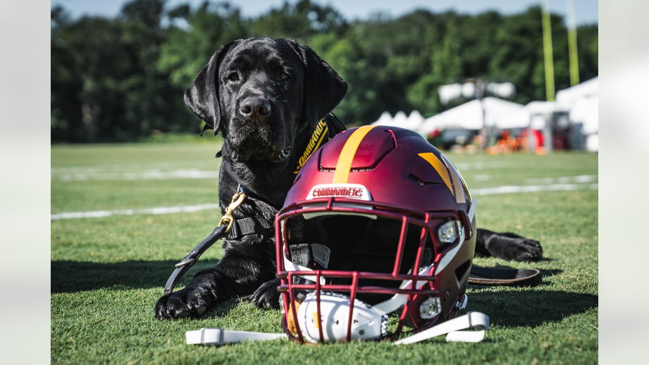 Washington Commanders recruit furry rookie, Meet Goldie, the service dog  in training!