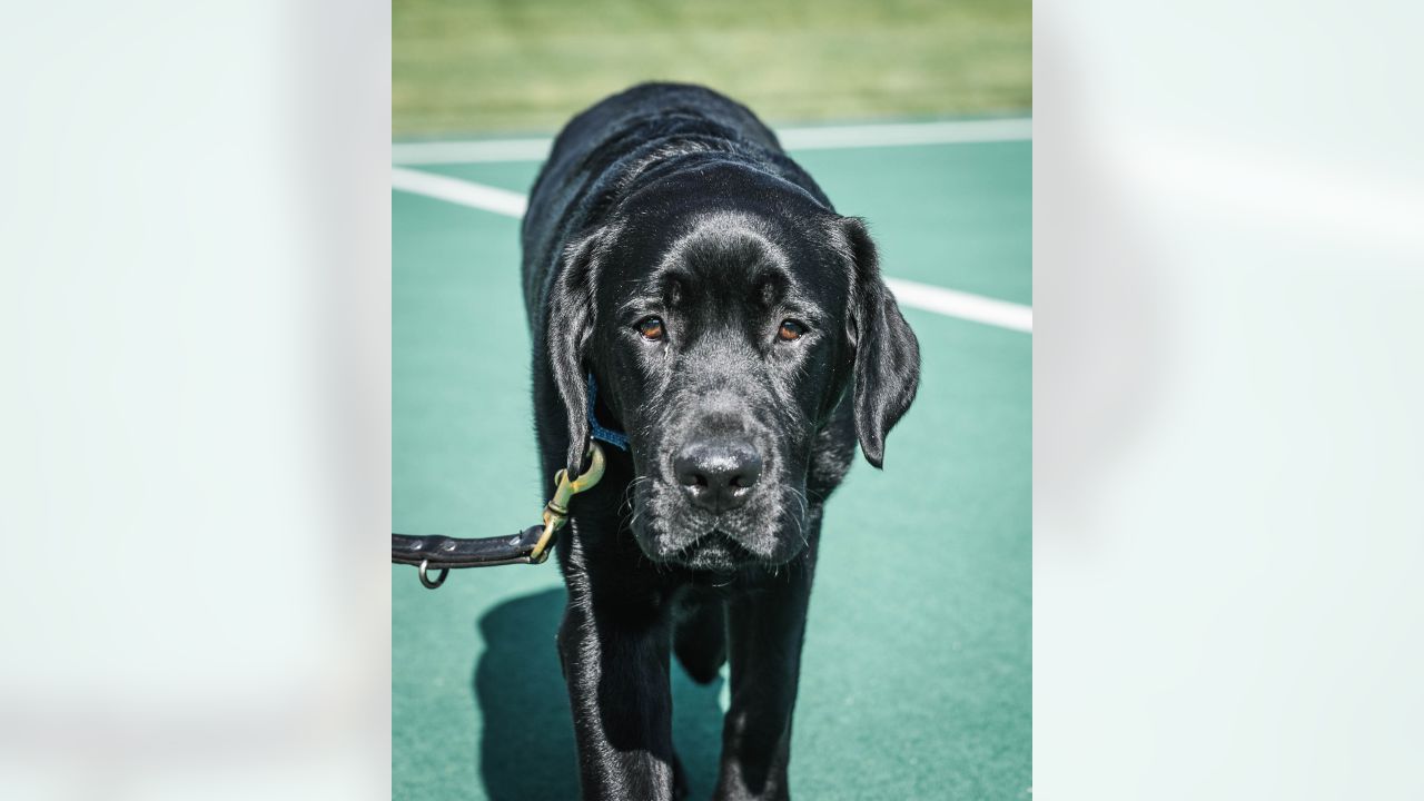 Washington Commanders team dog Mando sits near the field prior to the  News Photo - Getty Images