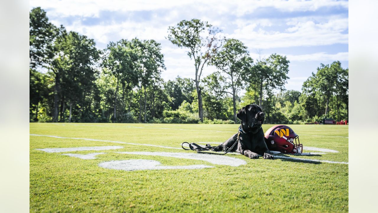 Washington Commanders team dog Mando sits near the field prior to