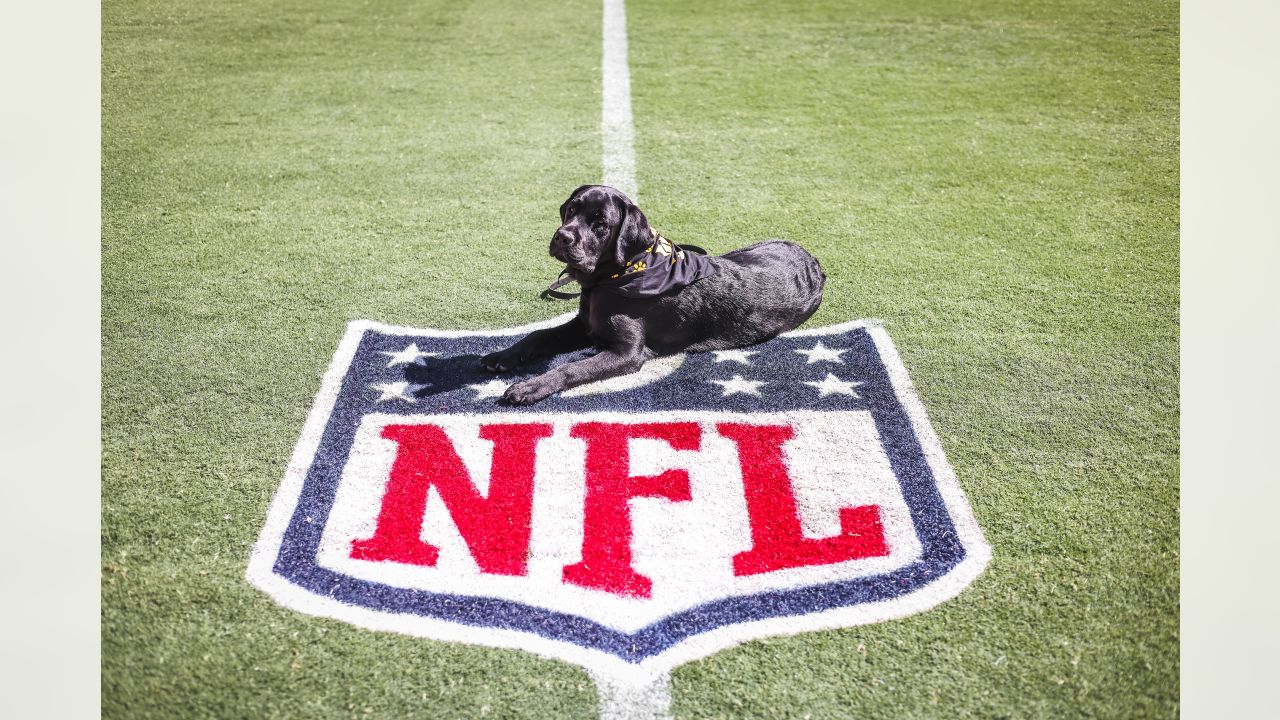 Washington Commanders team dog Mando sits near the field prior to