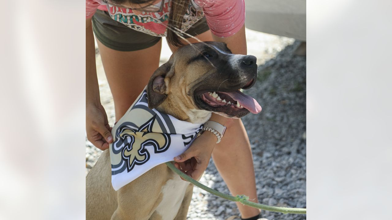 Photos: Take Paws adoptions gifted Saints bandanas