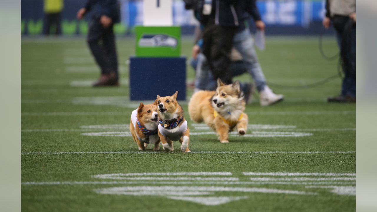 Chargers Host Corgi Cup During NFL Halftime