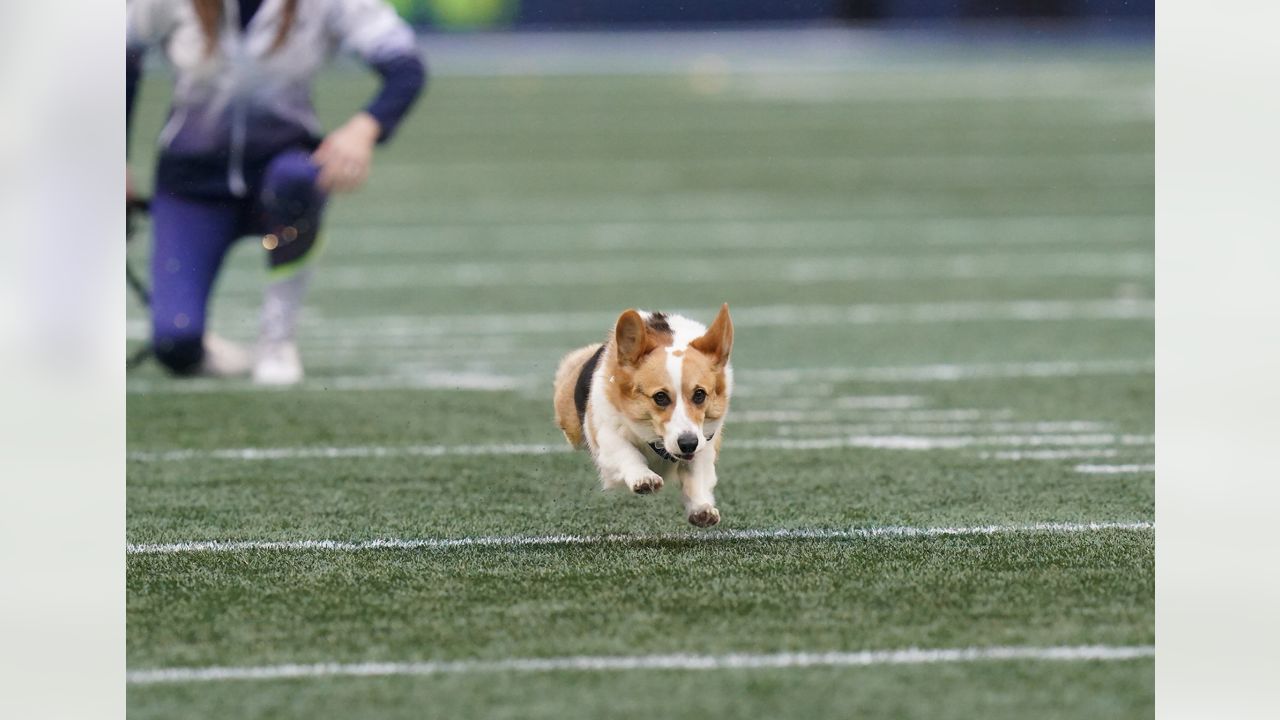 Seattle Seahawks sports pet supplies for dogs